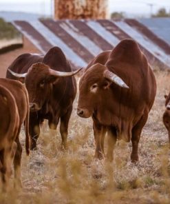 Afrikaner cattle
