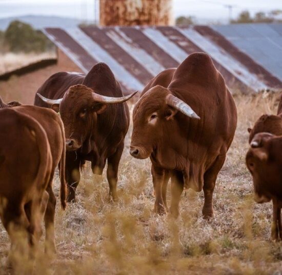 Afrikaner cattle