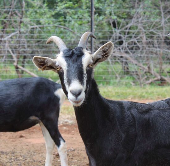 Alpine milk goats