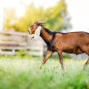 Anglo Nubian goats