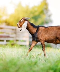 Anglo Nubian goats