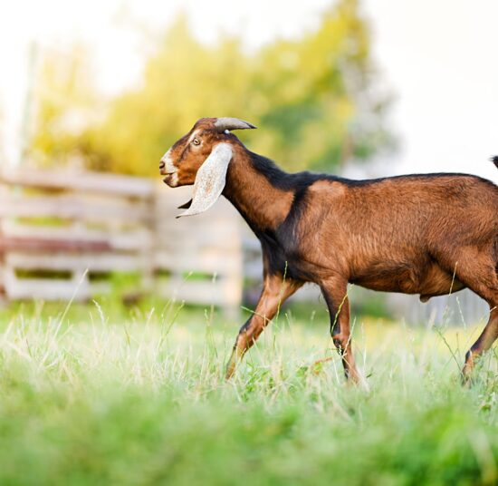 Anglo Nubian goats