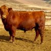 Angus beef cattle