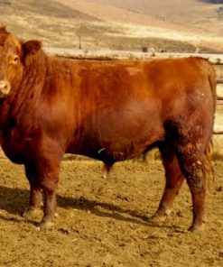 Angus beef cattle