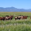 Ankole cattle herd