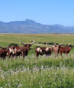 Ankole cattle herd