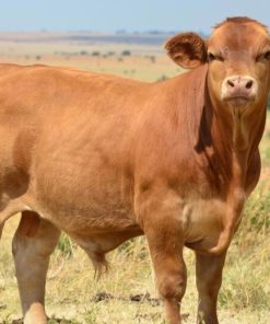 Beefmaster cattle