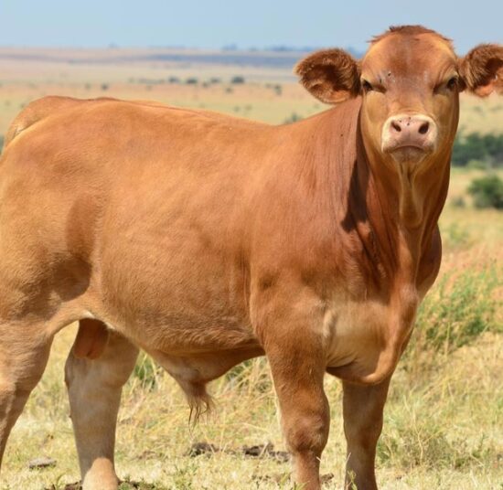 Beefmaster cattle