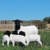 Black Head Dorper sheep