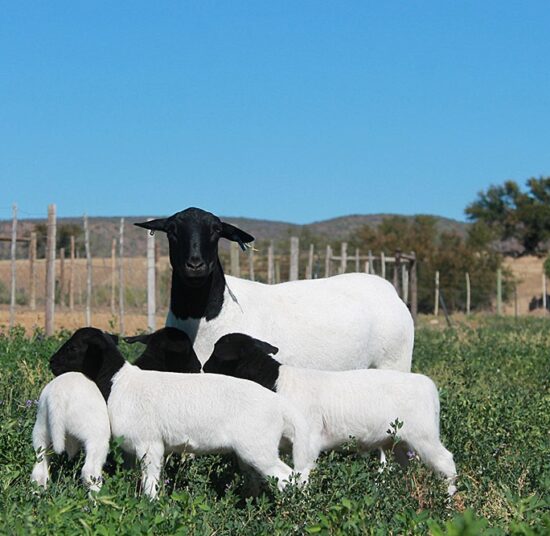 Black Head Dorper sheep