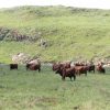 Bonsmara beef cattle