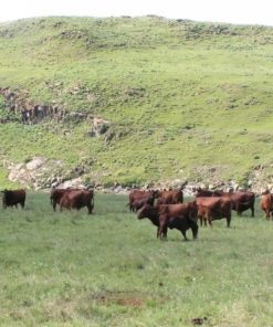 Bonsmara beef cattle