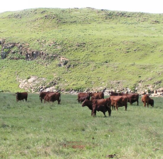 Bonsmara beef cattle