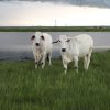Brahman cattle
