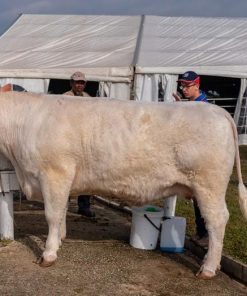 Charolais cattle