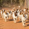 Full Blood Boer goats