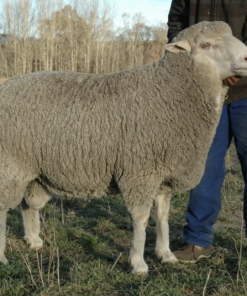 Full Blood Merino sheep