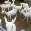 Full Blood Saanen milk goats