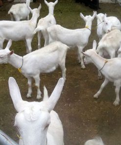 Full Blood Saanen milk goats