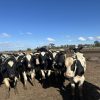 Holstein cattle herd