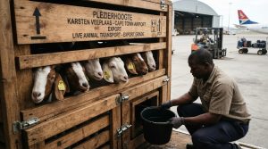 K shipping livestock transport truck