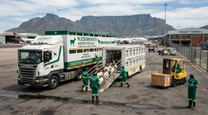 K Shipping livestock transport truck