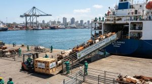 K Shipping livestock loading at port