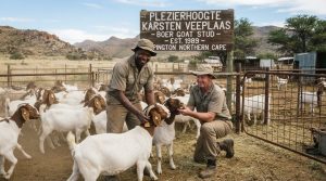 Farm workers handling livestock during a cattle farming operation.