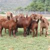 Kalahari Red goat ewes