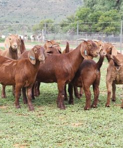 Kalahari Red goat ewes