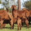 Kalahari Red goats and rams