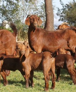 Kalahari Red goats and rams