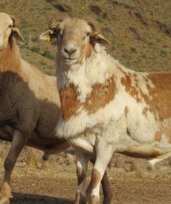 Meatmaster sheep and rams