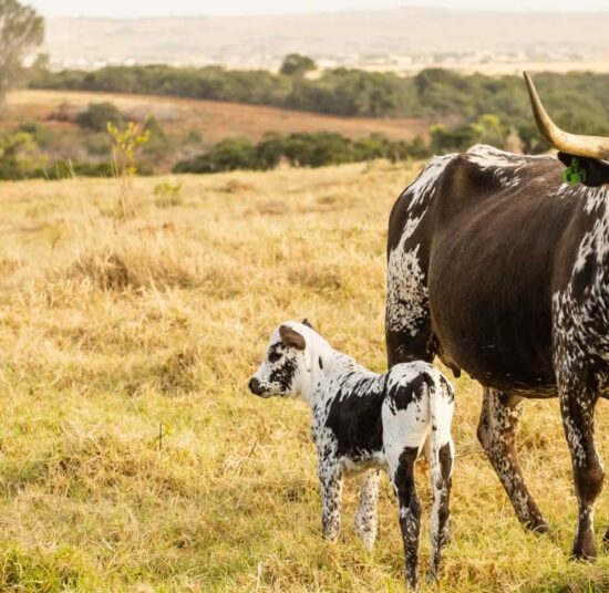 Nguni cattle