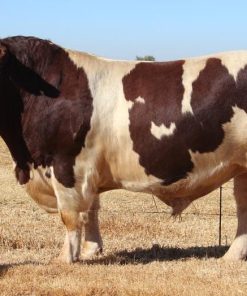 Shorthorn cattle