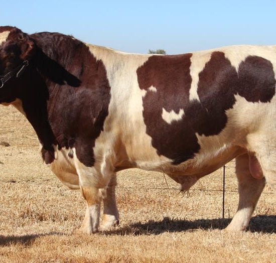 Shorthorn cattle
