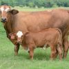 Simbra cattle with calf