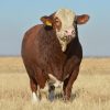 Simmental cattle