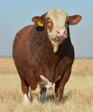 Simmental cattle