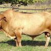 Tuli cattle breed
