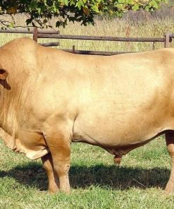 Tuli cattle breed