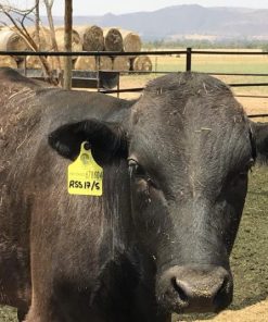 Wagyu beef cattle