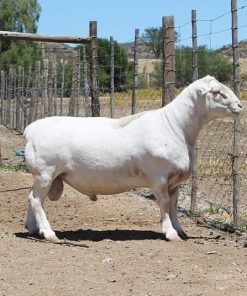 White Head Dorper sheep