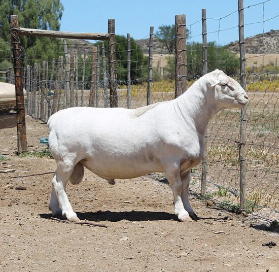 White Head Dorper sheep