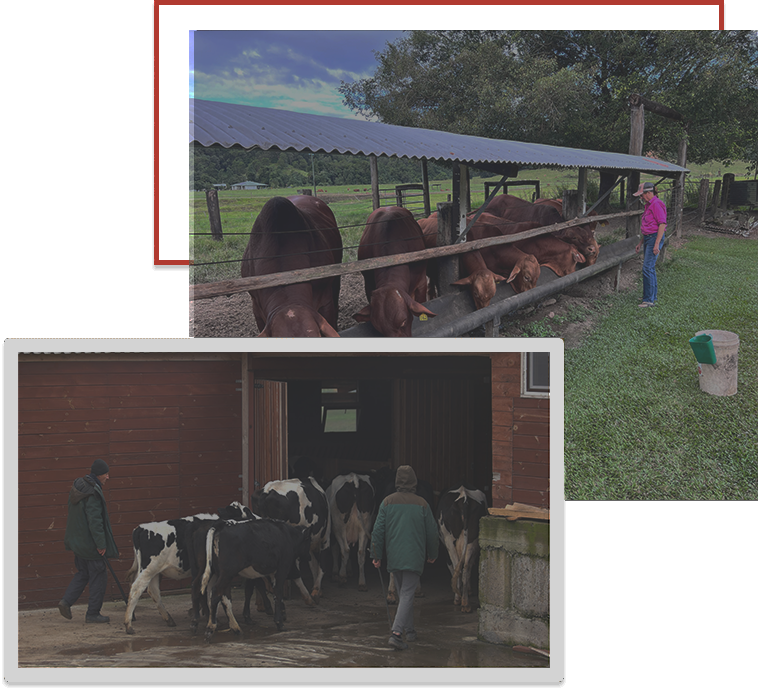 Livestock transport trailer with cattle