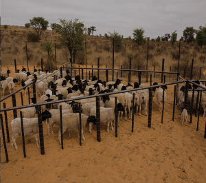 Cattle holding area livestock farm