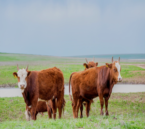 Cattle grazing in green pasture