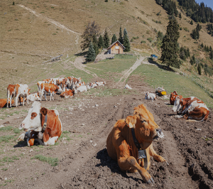 Cattle herd on hillside farm