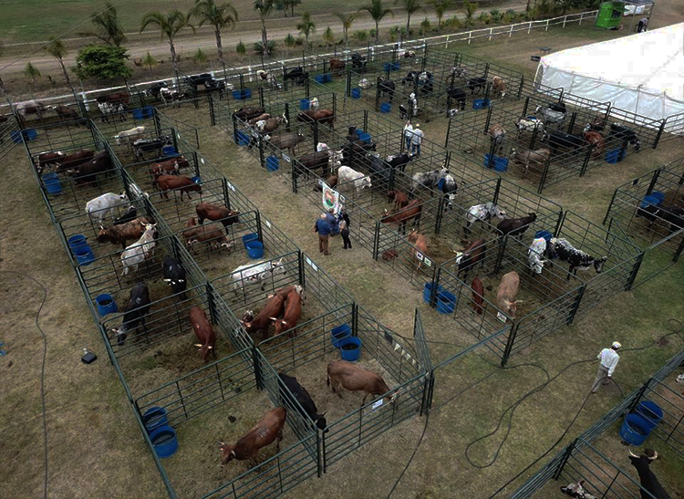 Cattle in livestock holding yard