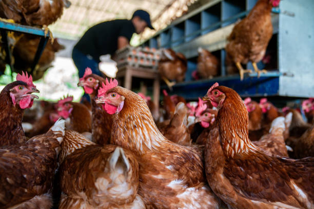 Brown hens in egg laying area